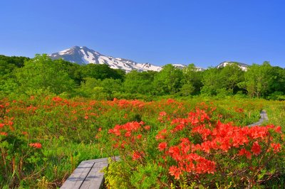 🏞️ 뽕나무 언덕 습지(쿠와노키다이 시츠겐) 이미지 2